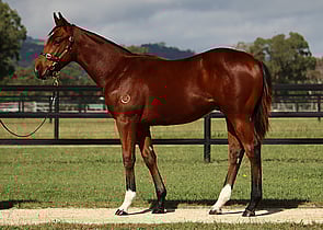 Lot 357 - Jacquinot x Downloads Colt-Click here
