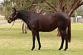Lot 90 - WORD FOR WORDSo You Thinkex WordplayBroodmare-Click here