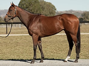Lot 677 - Winnertakesitall(Snitzel - Jezzabba)Racehorse Filly/Mare-Click here