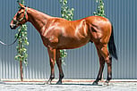 Lot 367 - American Pharoah - Derelique colt-Click here