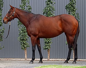 Lot 215 - Lady Pavli Chenko (Shooting To Win x Capitol Commander)Broodmare-Click here-