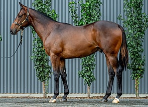 Lot 504 - Brutal - Mrs Beckham Colt-Click here