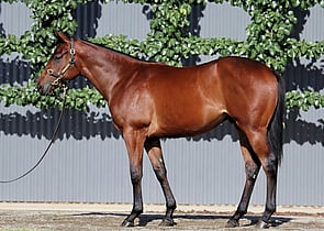 Lot 480 - So You Think (NZ) x LiveinthefastlaneColt-Click here-