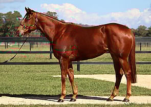 Lot 52 - Dubenenko (Russain Revolution x Happy Event) Filly-Click here-