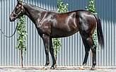 Lot 388 - Microphone - El Estoora filly-Click here