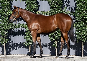 Lot 564 - Wootton Bassett (GB) x Kinky Boom Filly-Click here