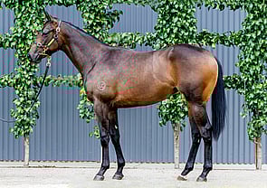 Lot 397 - Proisir x Madam Choux (NZ)Filly-Click here