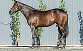 Lot 144 - Shalaa - Teebo filly-Click here