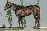 Lot 527 - Vancouver - La Casade filly-Click here