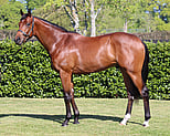Lot 178 - ShalaaAntalaga colt-Click here