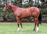 Lot 471 Colt - I Am Invincible ex Gold Chant