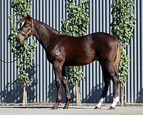 Lot 138 - Pierro x Poste Restante (NZ) Colt-Click here