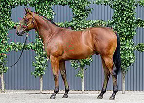 Lot 793 - Capitalist x Ygritte Colt-Click here-
