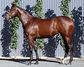 Lot 45 - Snitzel x GirandolaFilly-Click here-