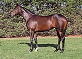 Lot 473 Filly - Dundeel ex Green Roller