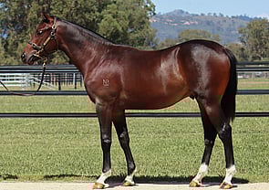 Lot 163 - Signora Nera (NZ) x Bivouac Colt-Click here