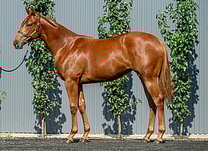 Lot 271 - All Too Hard - Tale Of Choice Filly-Click here