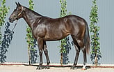 Lot 756 - Too Darn Hot ex Courtyard Circle Filly-Click here