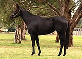 Lot 51 - MANAAJIMLonhro ex TawteenBroodmare-Click here