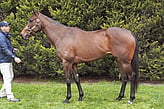 Lot 24 - L'Cosmo-Click here