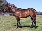 Lot 692 - MOSELLE VALLEYGuilianiex MontfleurRacehorse Filly/Mare-Click here