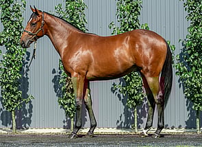 Lot 661 - Super Seth - Fast Company Colt-Click here