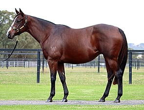 Lot 64 - Berdini's Girl(Odyssey Moon x Berdini)Broodmare-Click here-