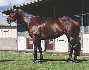 Lot 35 - Simone Louise(Snitzel x Regimental Gal)Broodmare-Click here