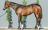 Lot 620 - Tarzino - Moravany filly-Click here