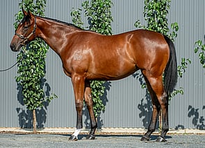 Lot 550 - Maurice (JPN) - Courtyard Circle Filly-Click here