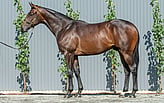 Lot 30 - Ocean Park - Sacred Rhythm colt-Click here