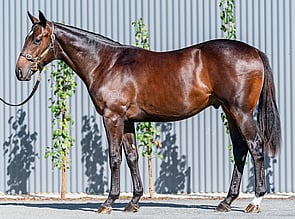 Lot 149 - Pierata - Girandola Colt-Click here