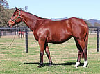 Lot 1208 - MINNAMOSAAlamosaex MinnaleoBroodmare-Click here