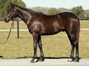 Lot 1750 - So You Think - Tornado Gal Colt-Click here