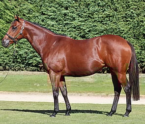 Lot 302 - Tinkalicious (NZ) (Nadeem x Tinkermia)Broodmare-Click here