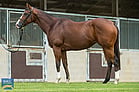Lot 575 - AIR SPIRITSpirit of Boomex Air's PreciousRacehorse Filly/Mare-Click here