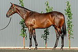 Lot 453 - The Autumn Sun - Gogoreilly colt-Click here