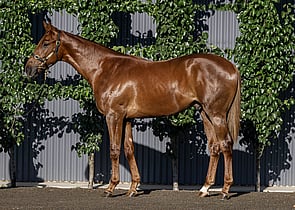 Lot 229 - Pinatubo (IRE) x Bourbon StreetColt-Click here