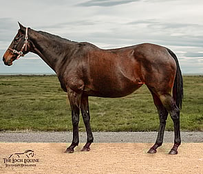 Lot 390 - Forreal (NZ) (Nom De Jeu {NZ} x Stareel)Broodmare-Click here