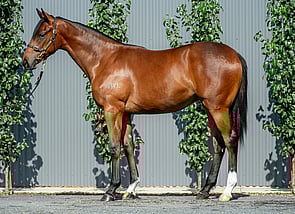 Lot 182 - Bivouac - Sherbet Bomb Filly-Click here