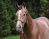 Lot 361 Colt - Zoustar ex Bugaboo