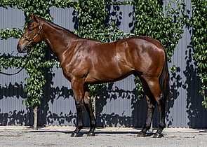 Lot 607 - Profiteer x Lot's Wife Colt-Click here