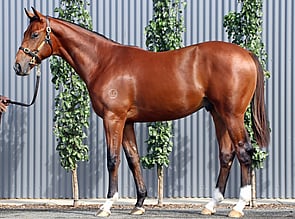 Lot 340 - Farnan x Tavarnelle Colt-Click here