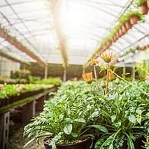 Climate & Humidity Control in Greenhouse