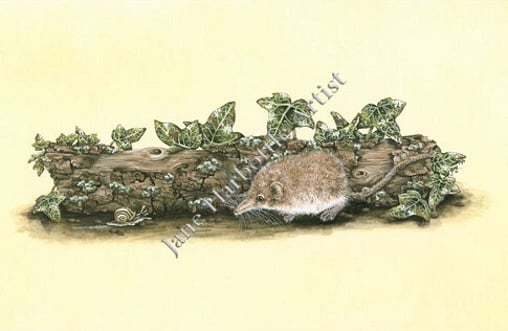 Shrew by Jane Harbottle Artist