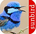 Bird Song Id Australia - Automatic Recognition - $4.99