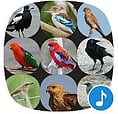 Appp.io - Australian Bird sounds - Free