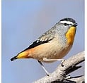 Australian Bird Sounds - Free app