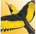 Michael Morcombe Birds of Australia - Free lite version