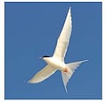 Australian birds guide - Free bird guide